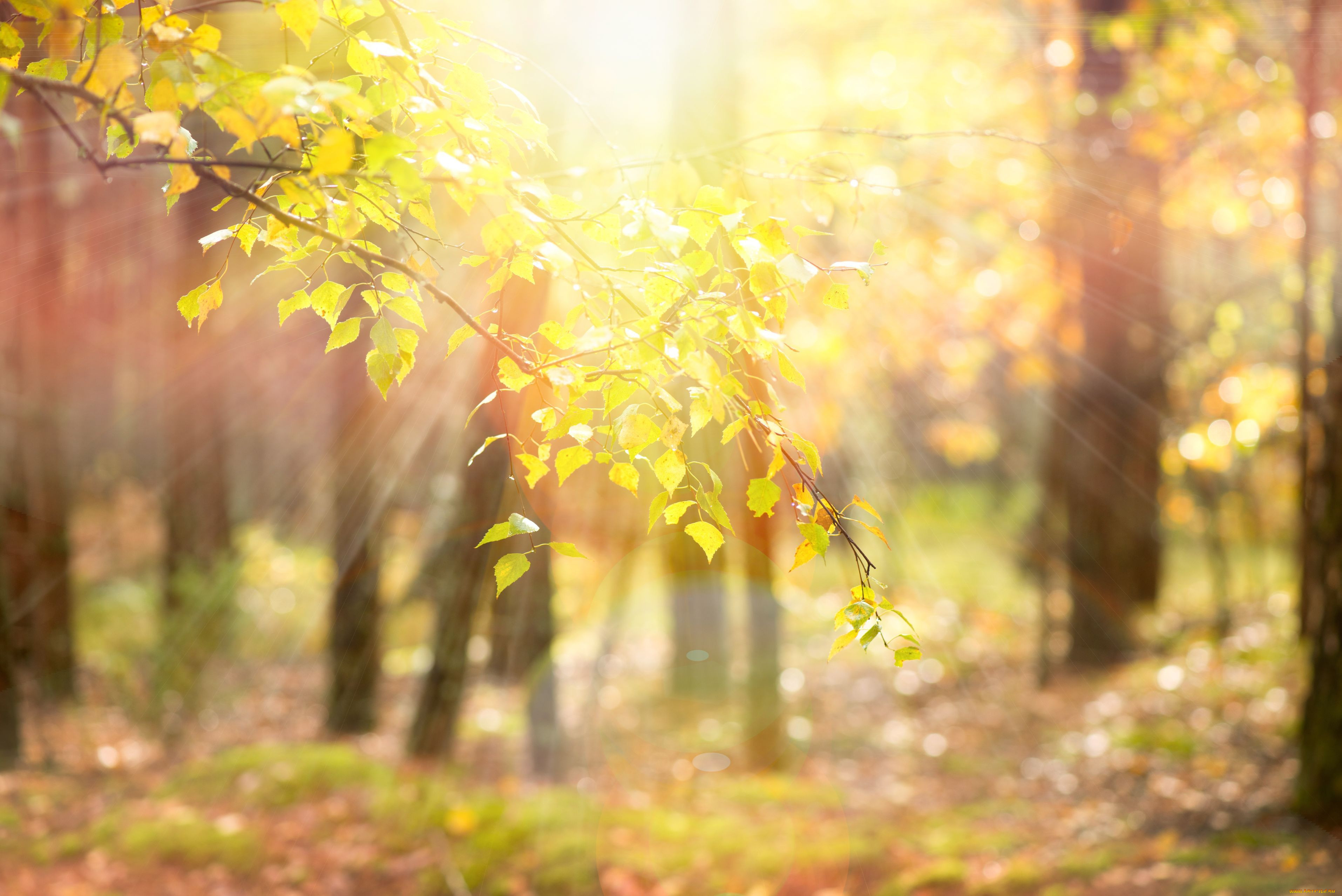 Размытые деревья. Осень солнце. Осень боке. Фон природа размытый. Светлая осень.